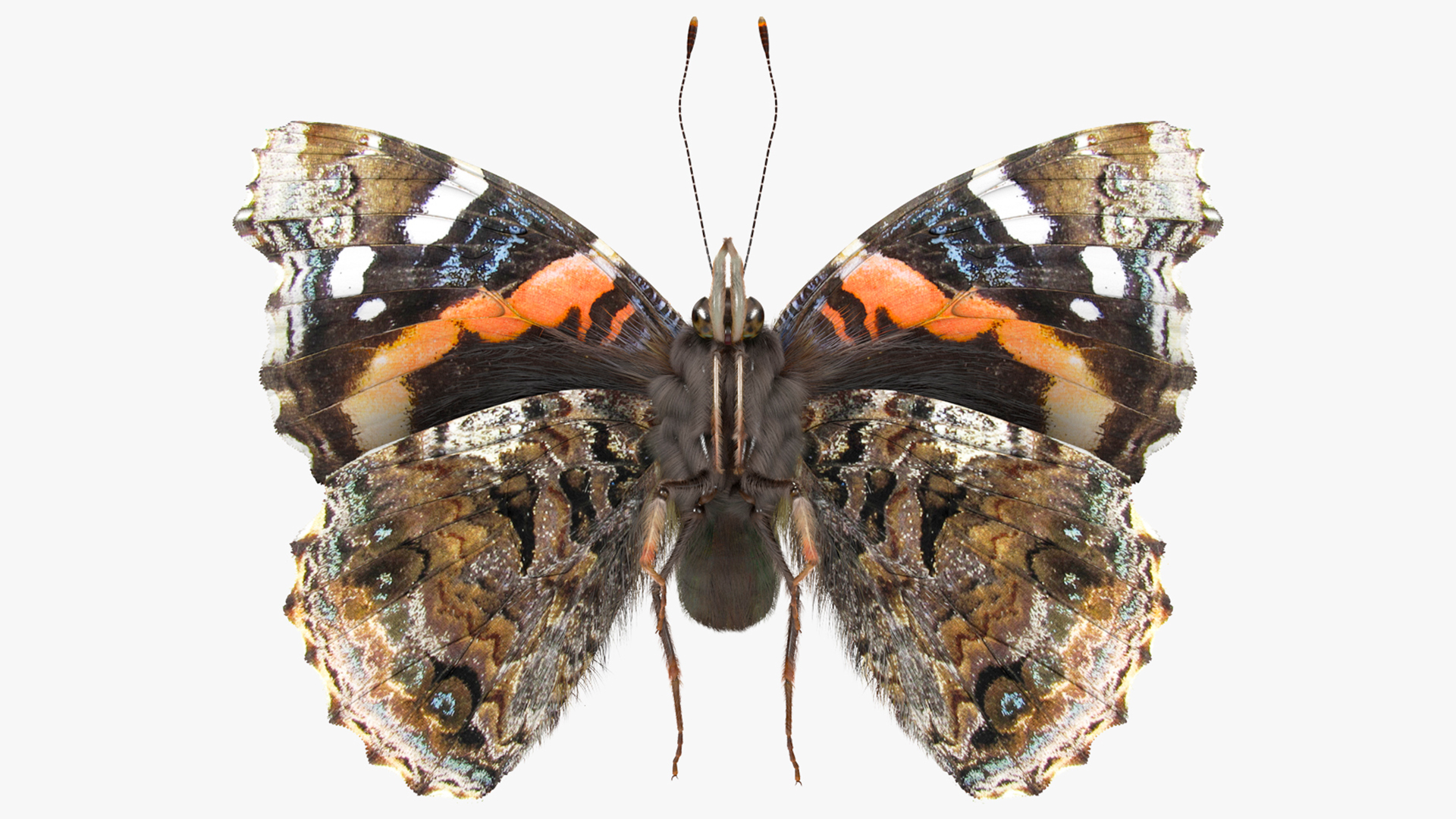 3D Animated Flight Red Admirable Butterfly Fur model