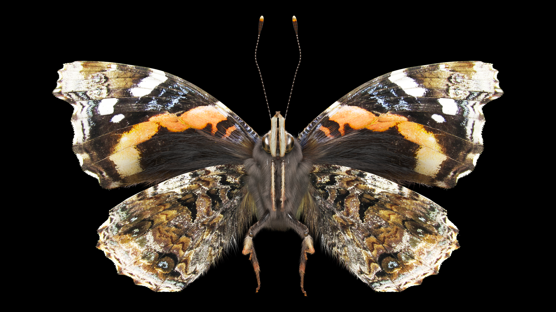 3D Animated Flight Red Admirable Butterfly Fur model