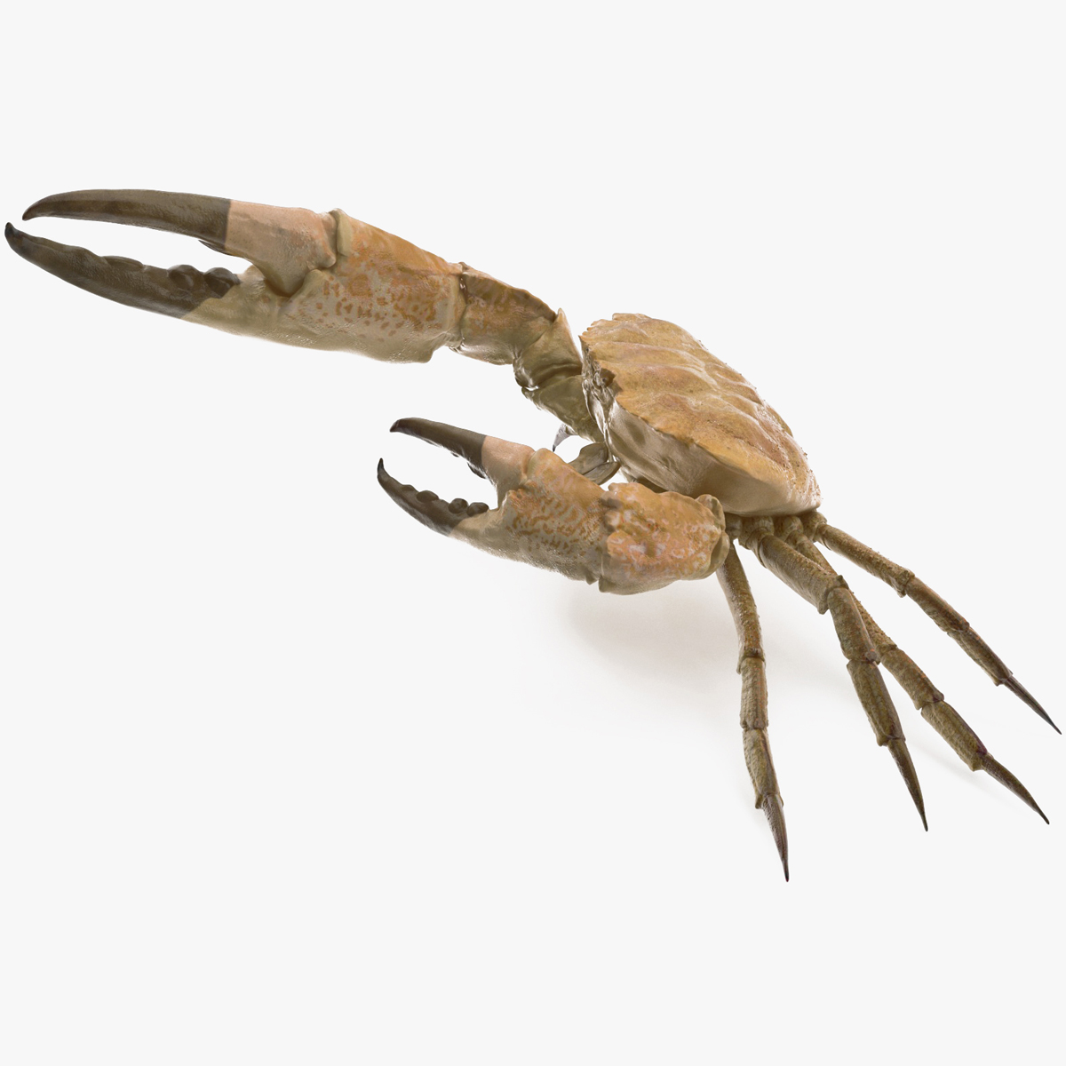 3D Deepwater Giant Crab Rigged for Cinema 4D