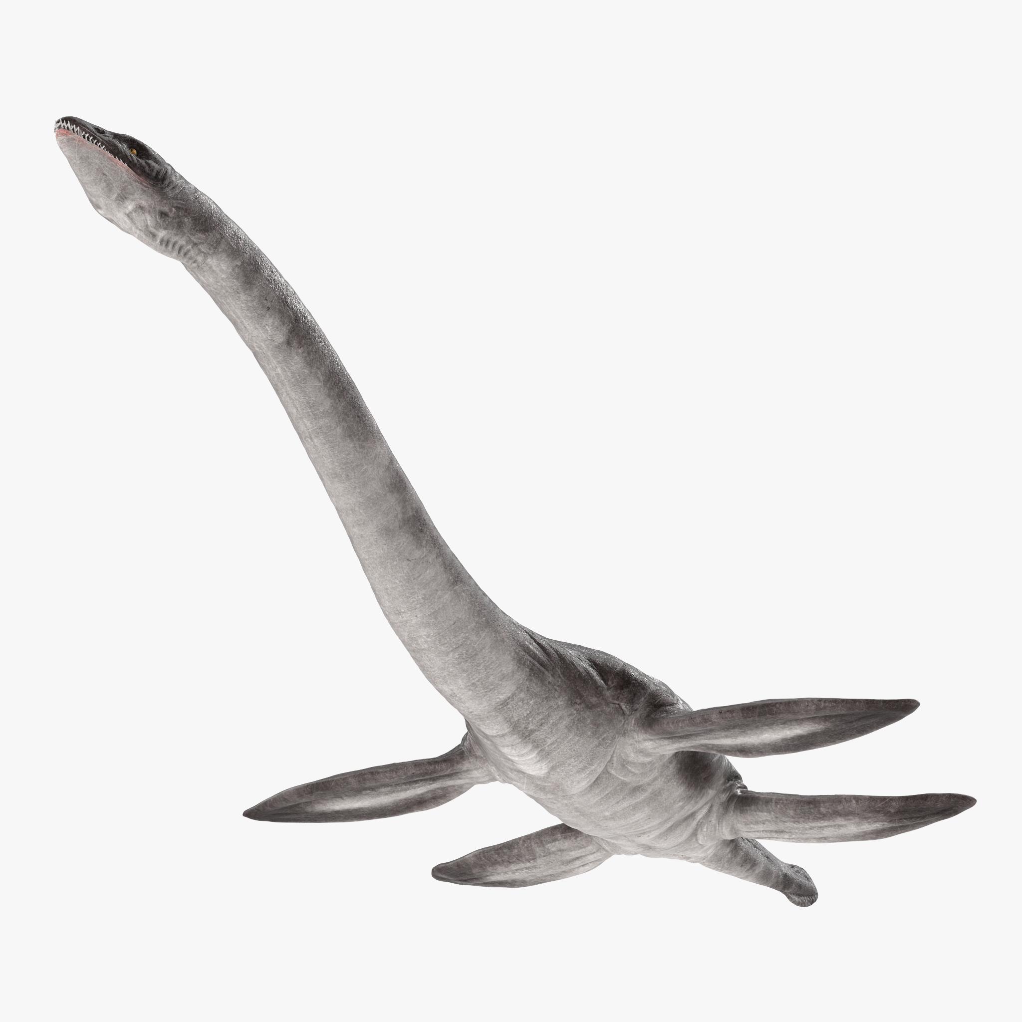 Plesiosauria Dinosaur, view 7