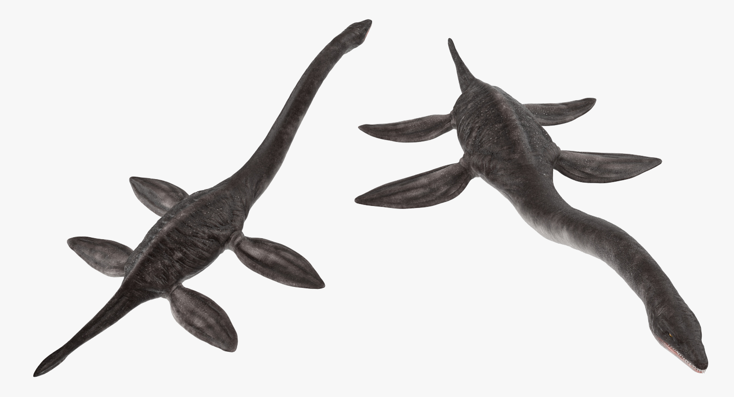3D Plesiosauria Marine Reptile Dinosaur