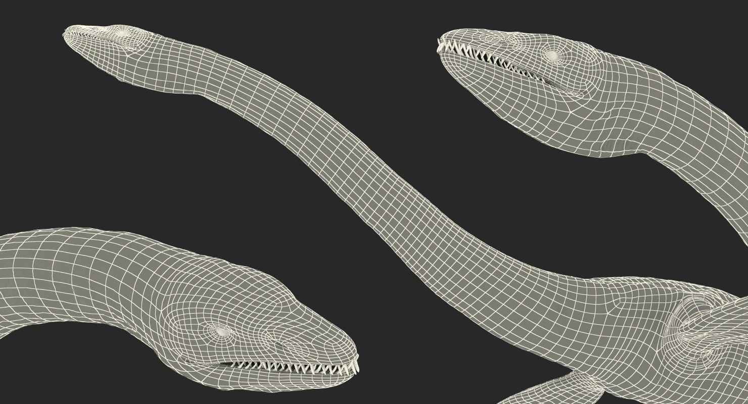 3D Plesiosauria Marine Reptile Dinosaur