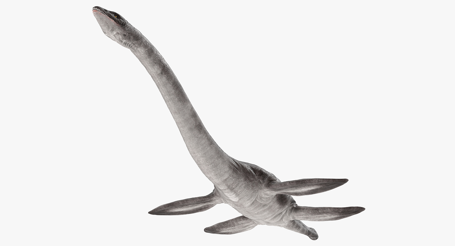 3D Plesiosauria Marine Reptile Dinosaur