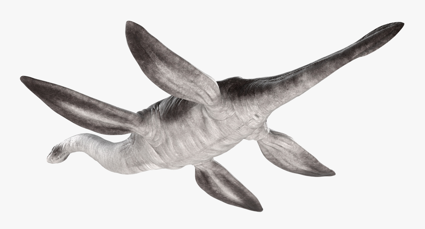 3D Plesiosauria Marine Reptile Dinosaur