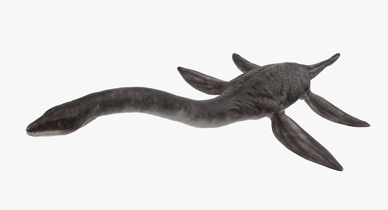 3D Plesiosauria Marine Reptile Dinosaur