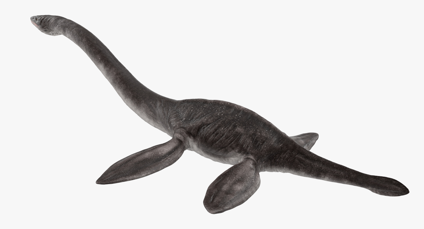 3D Plesiosauria Marine Reptile Dinosaur