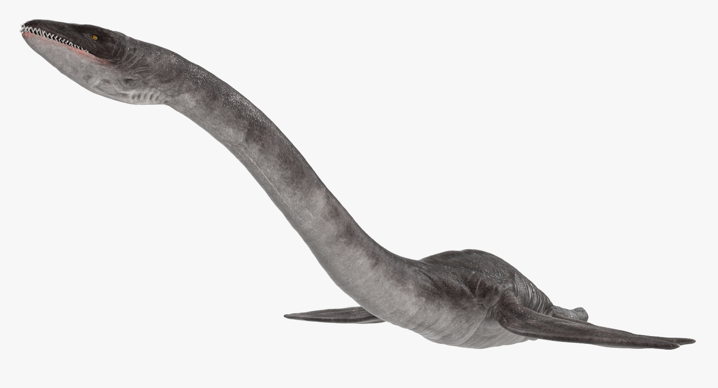3D Plesiosauria Marine Reptile Dinosaur