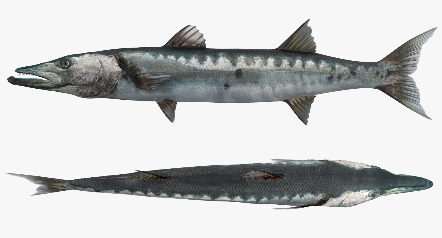 Barracuda Fish 3D model