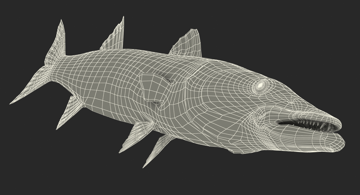 Barracuda Fish 3D model