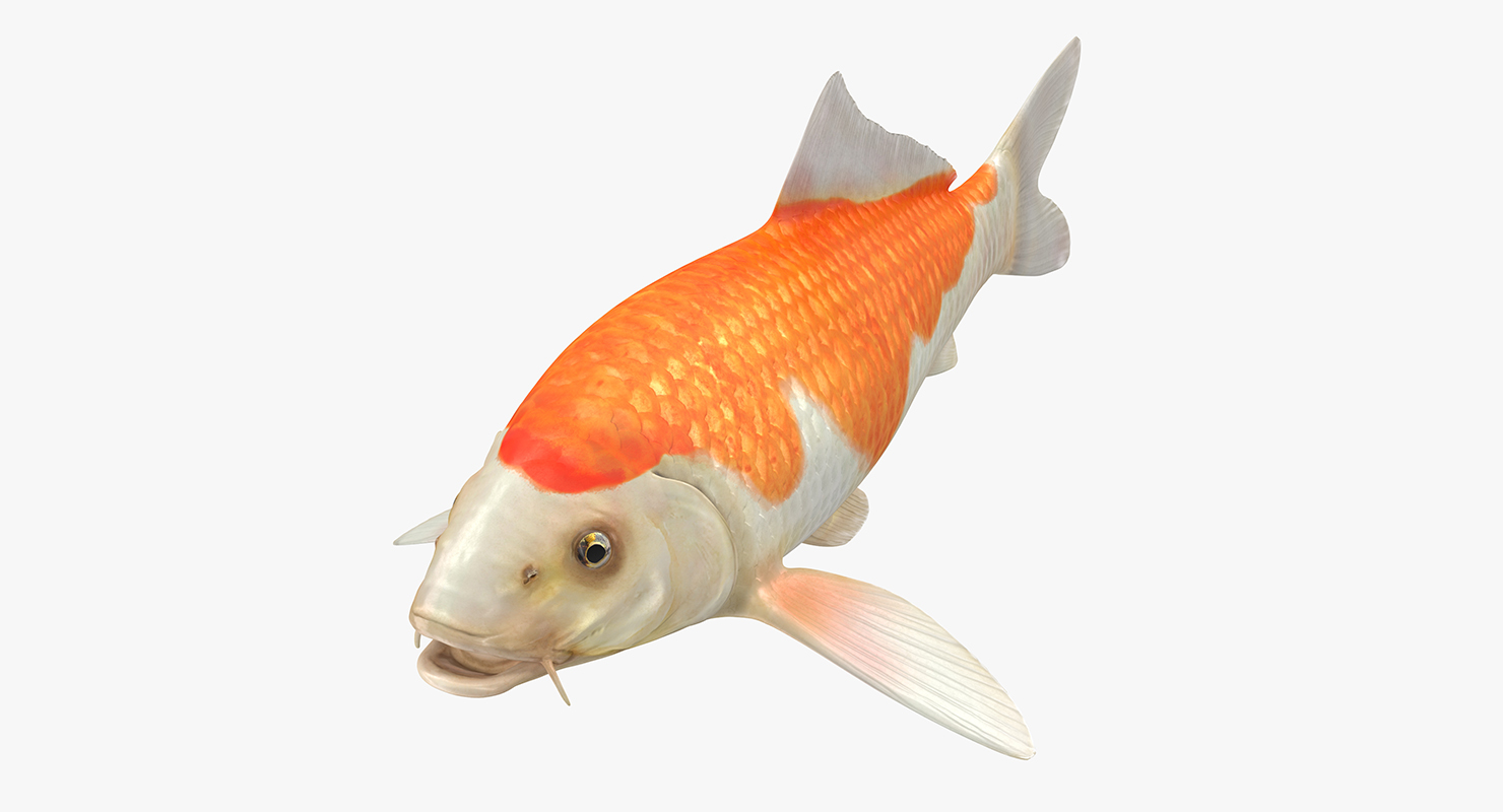 Harivake Koi Fish Rigged 3D model