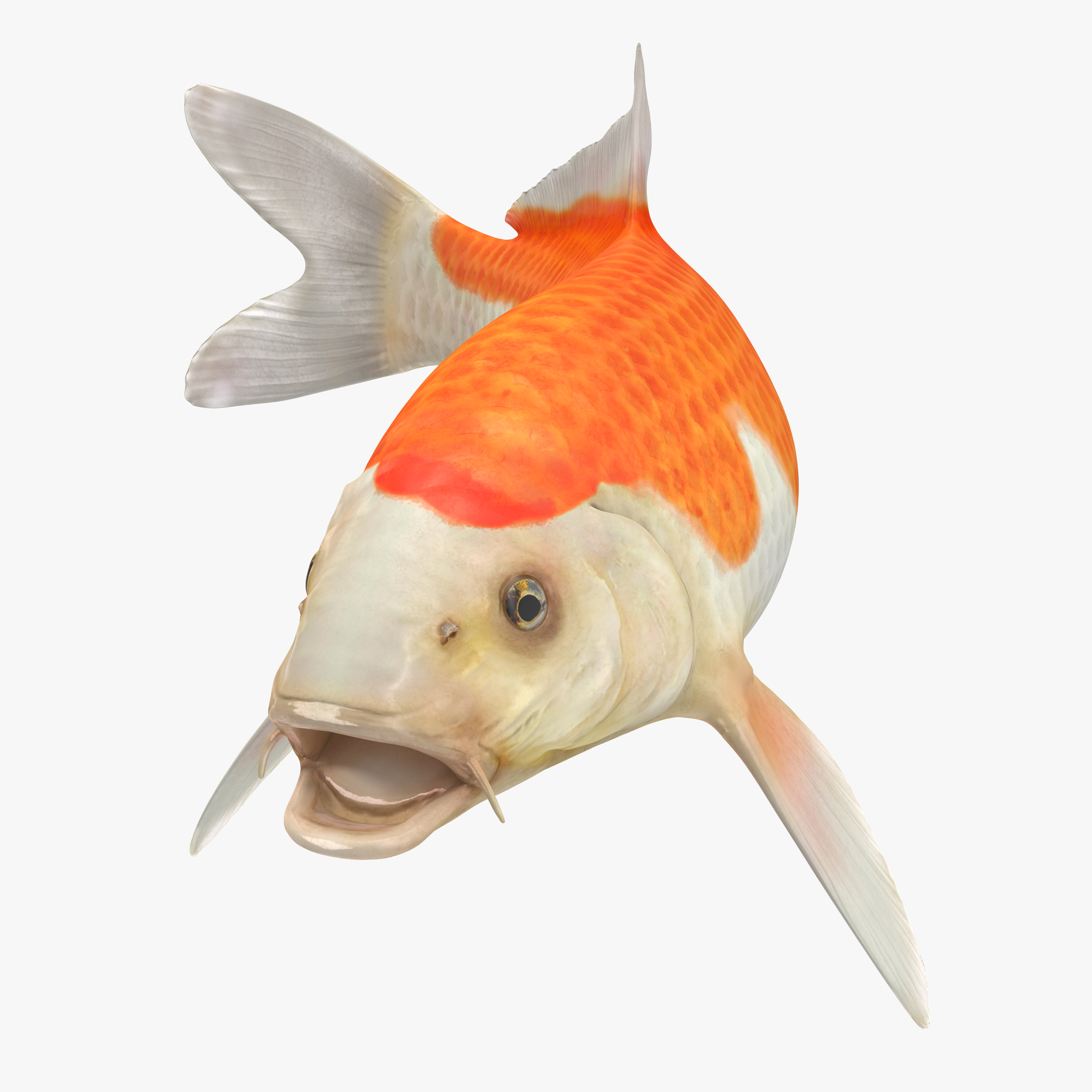 Harivake Koi Fish Rigged(1)