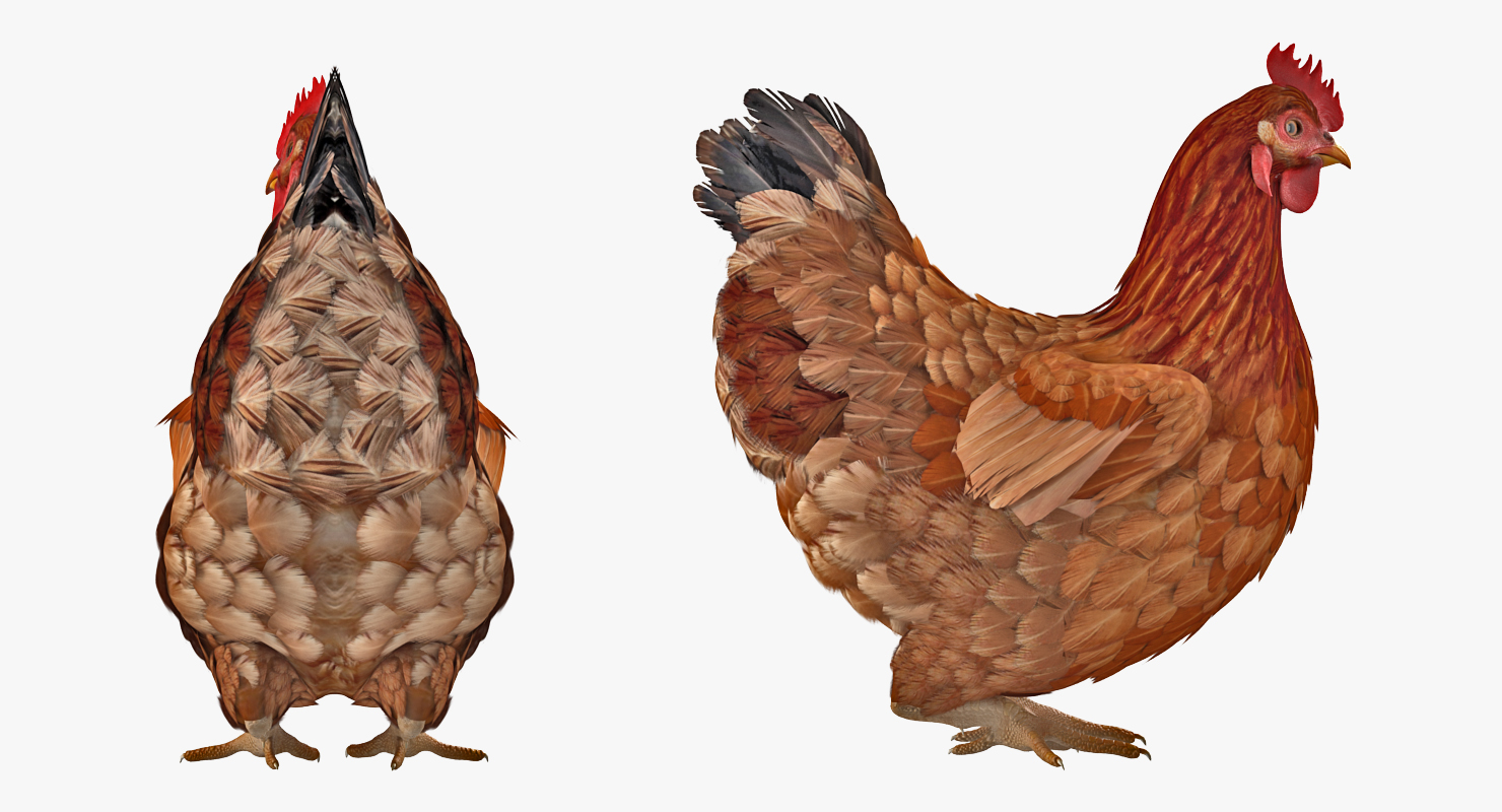 3D model Brown Chicken Siting Pose