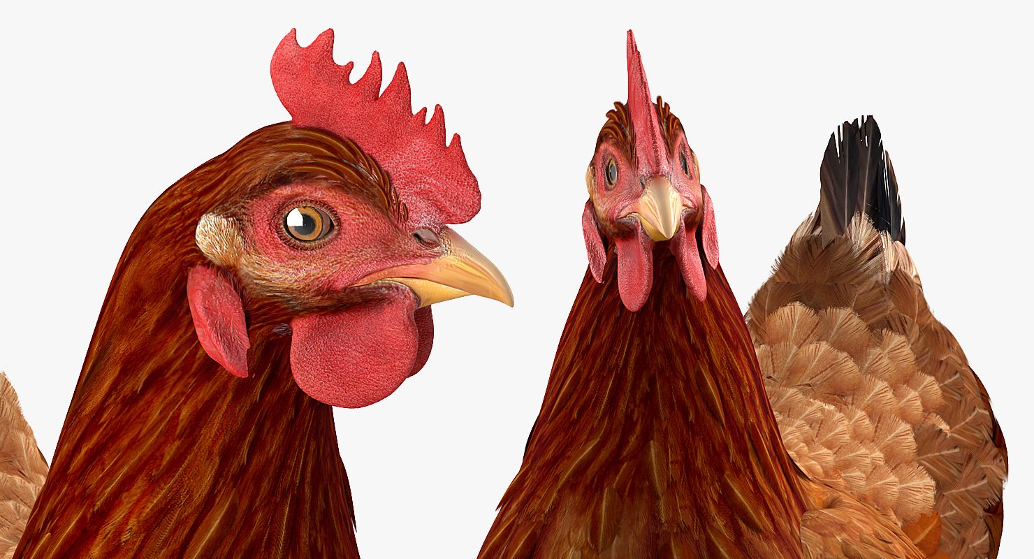 3D model Brown Chicken Siting Pose