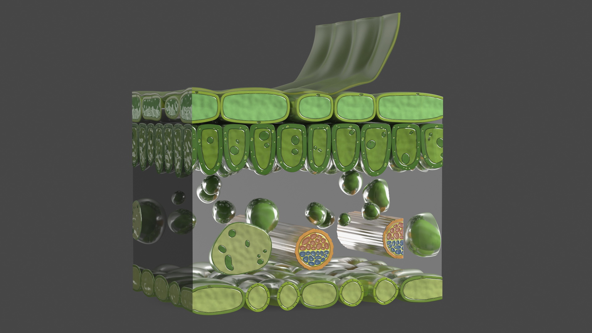 Realistic Leaf Anatomy 3D