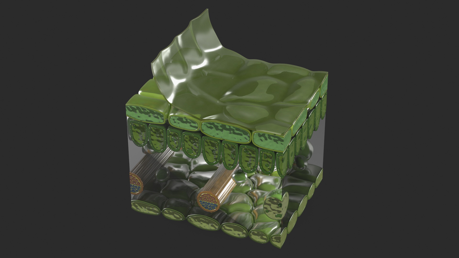 Realistic Leaf Anatomy 3D