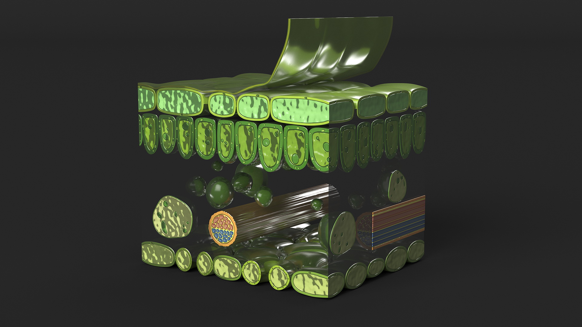 Realistic Leaf Anatomy 3D