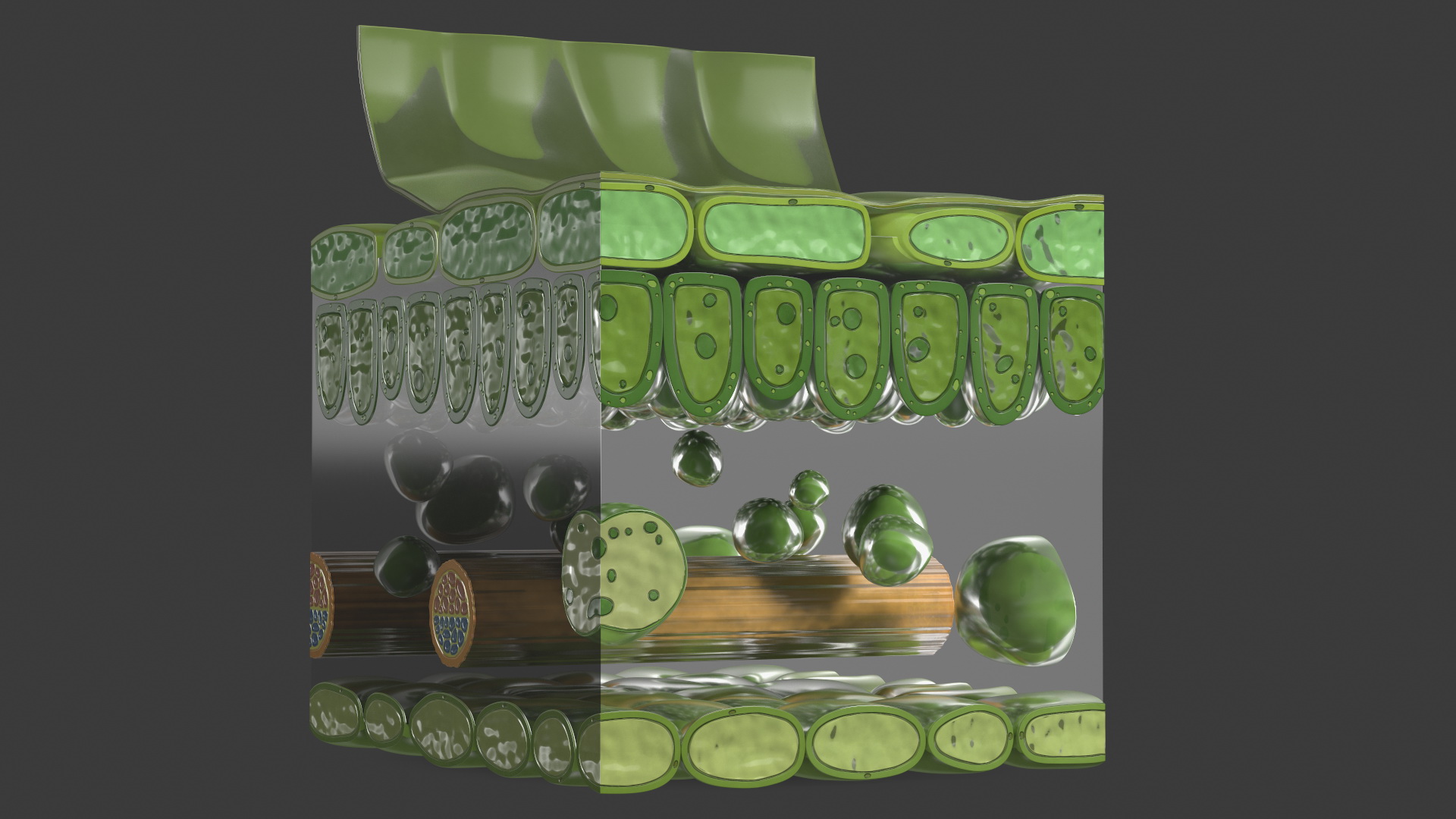 Realistic Leaf Anatomy 3D