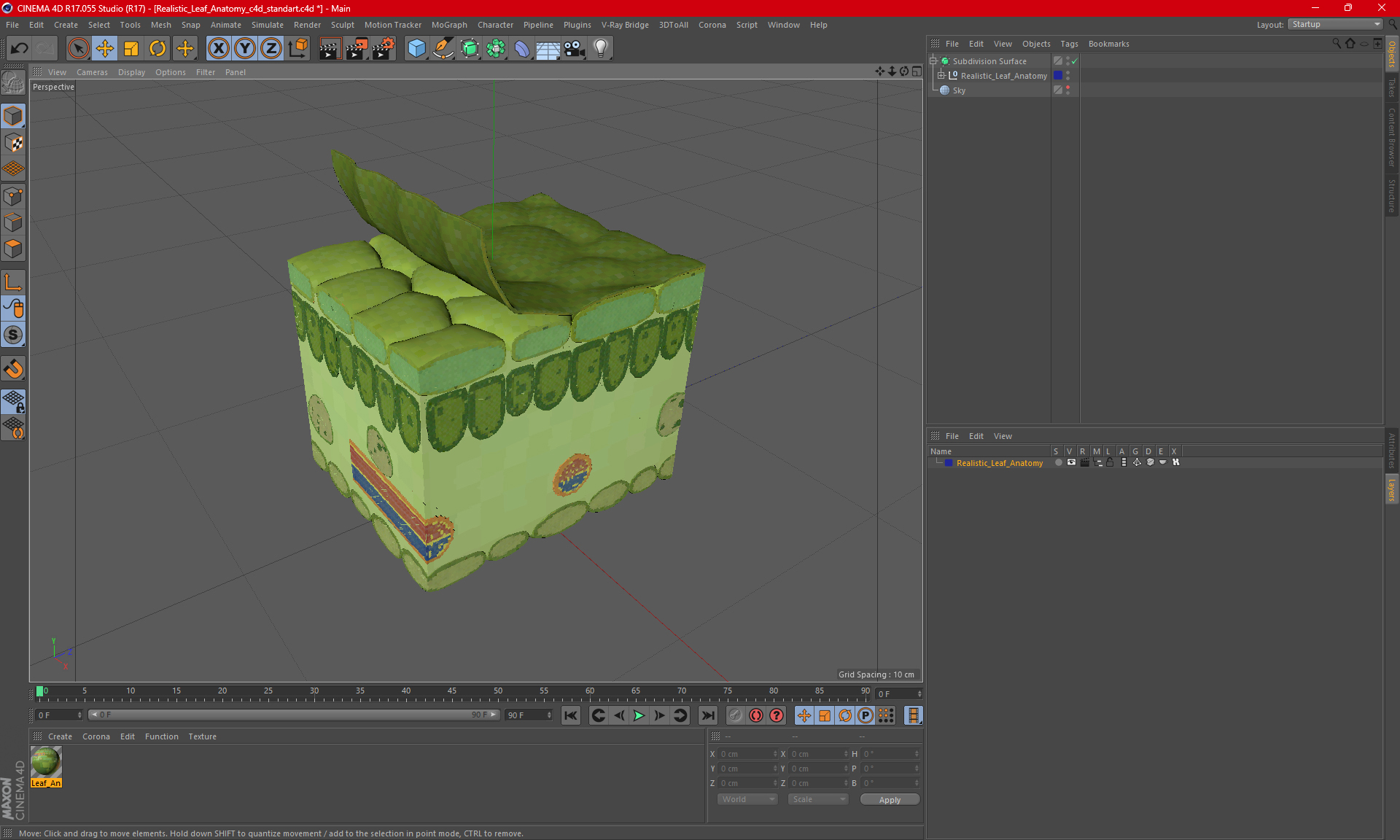 Realistic Leaf Anatomy 3D