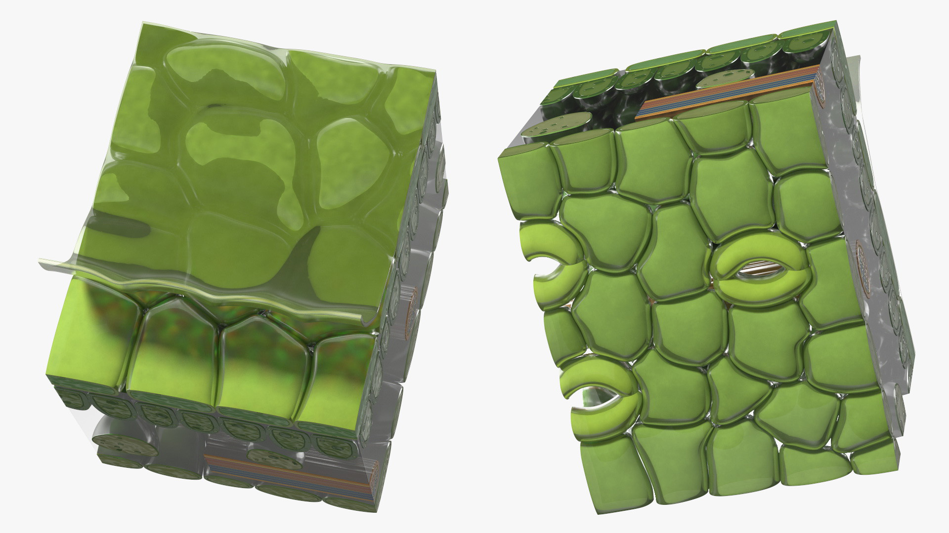 Realistic Leaf Anatomy 3D