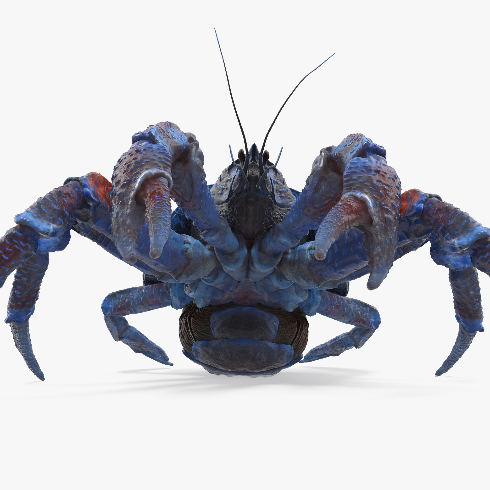 Robber Crab Walking Pose 3D Model, view 7