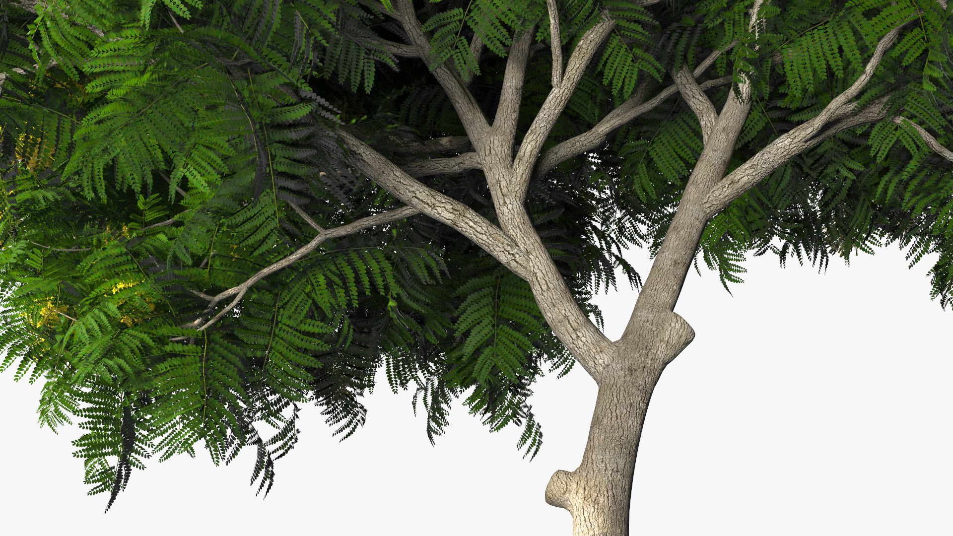 3D Peltophorum Pterocarpum Tree with Flowers