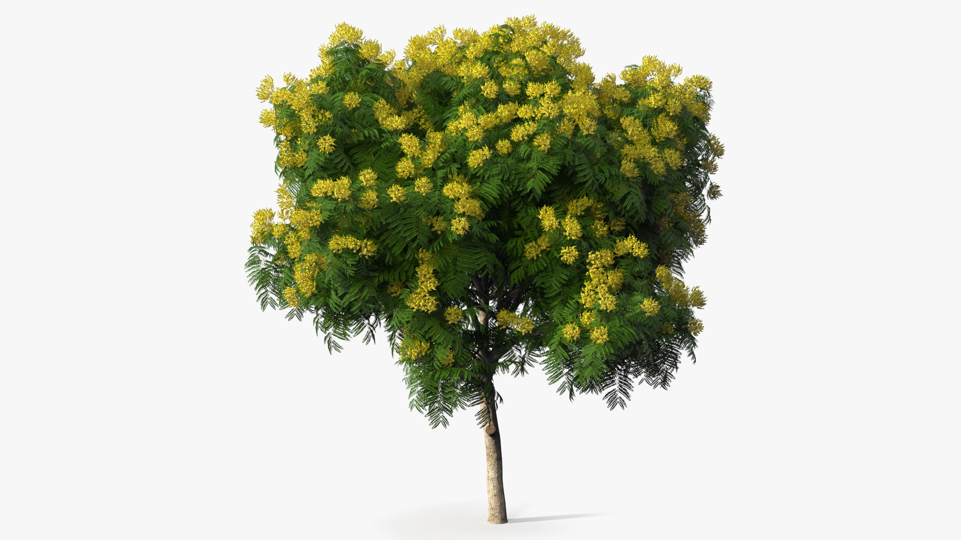 3D Peltophorum Pterocarpum Tree with Flowers