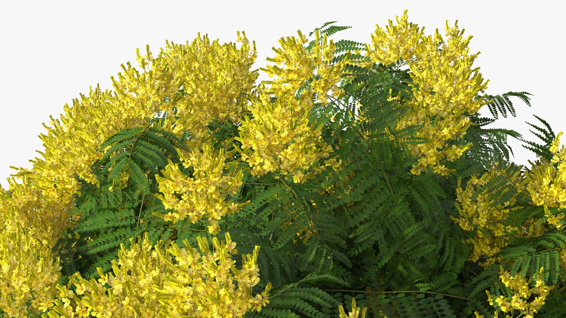 3D Peltophorum Pterocarpum Tree with Flowers