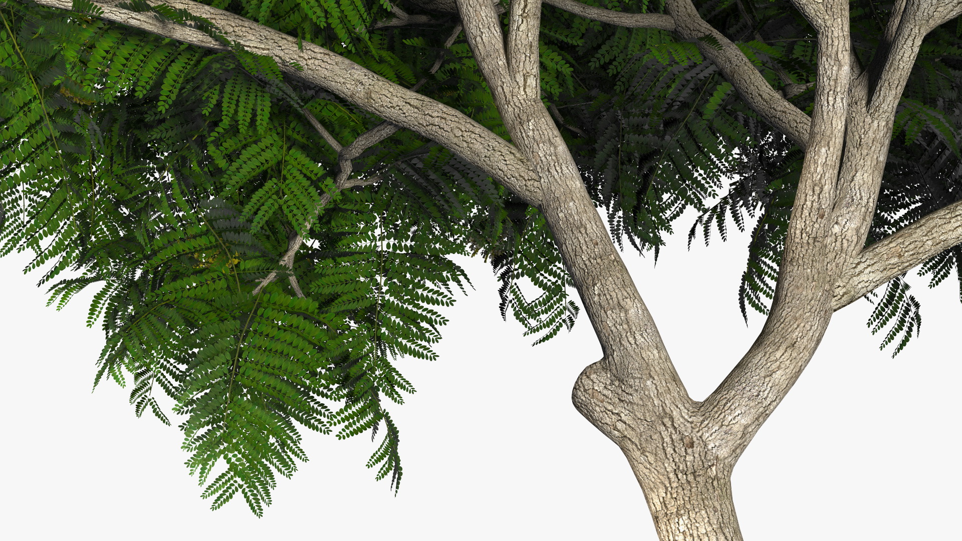 3D Peltophorum Pterocarpum Tree with Flowers