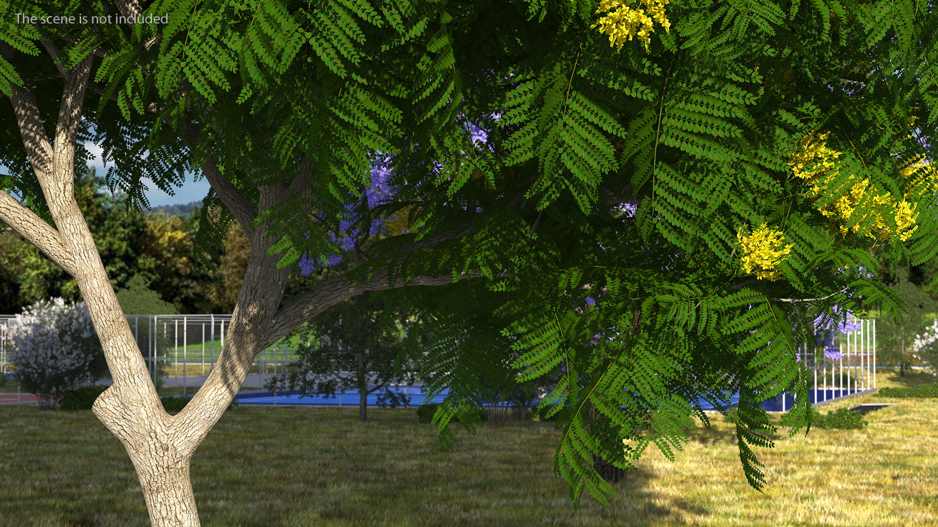 3D Peltophorum Pterocarpum Tree with Flowers