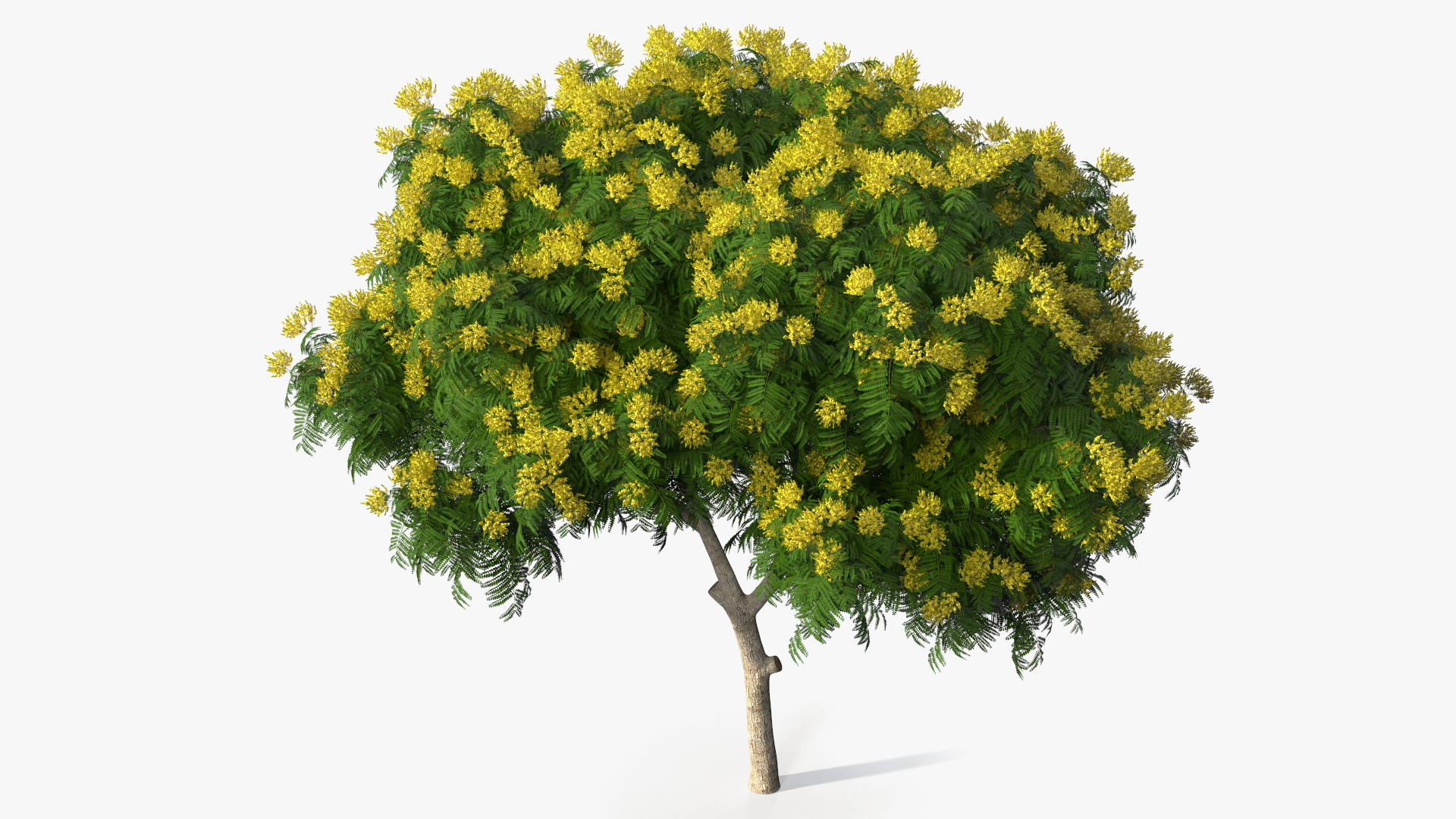 3D Peltophorum Pterocarpum Tree with Flowers