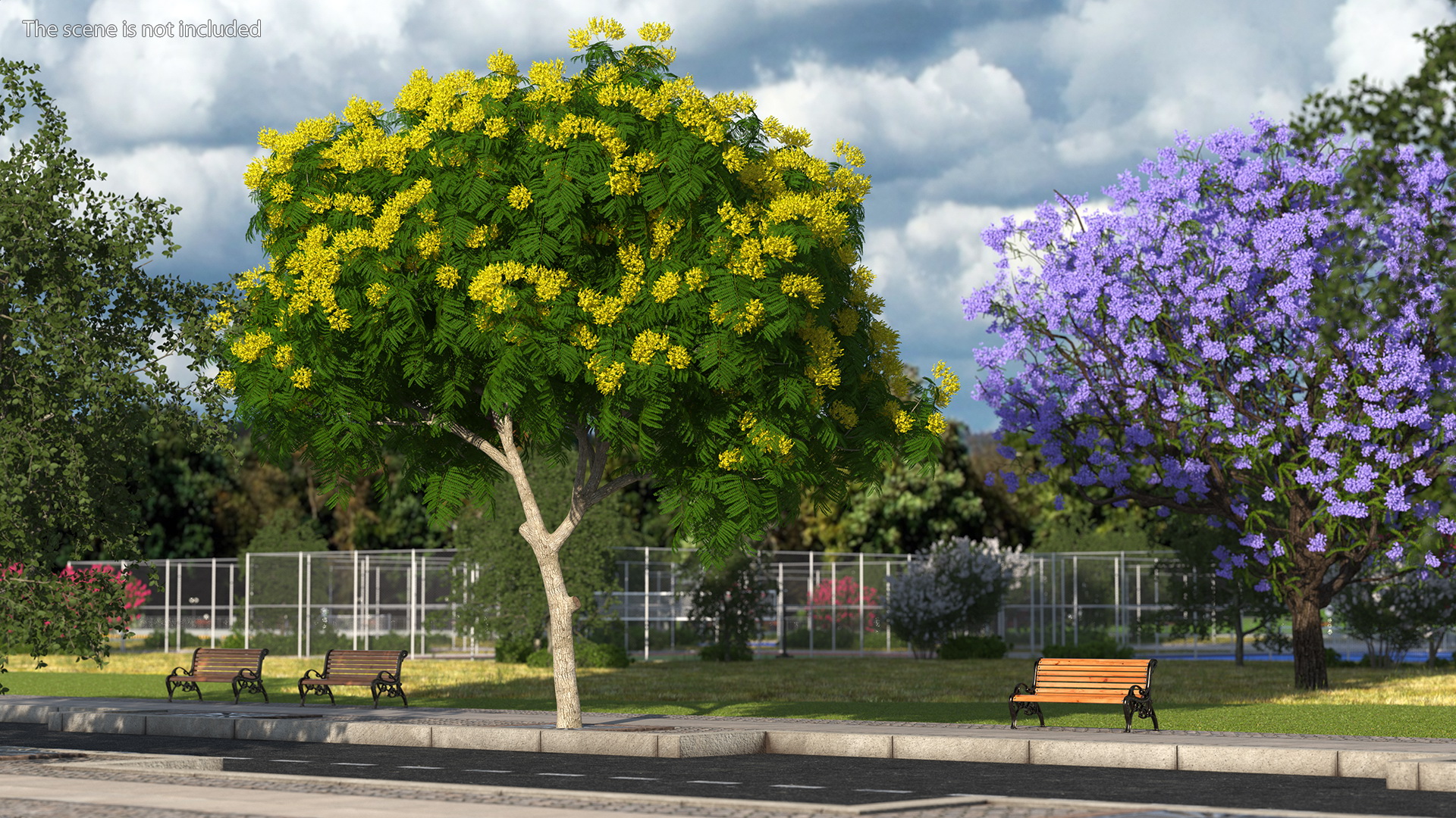 3D Peltophorum Pterocarpum Tree with Flowers