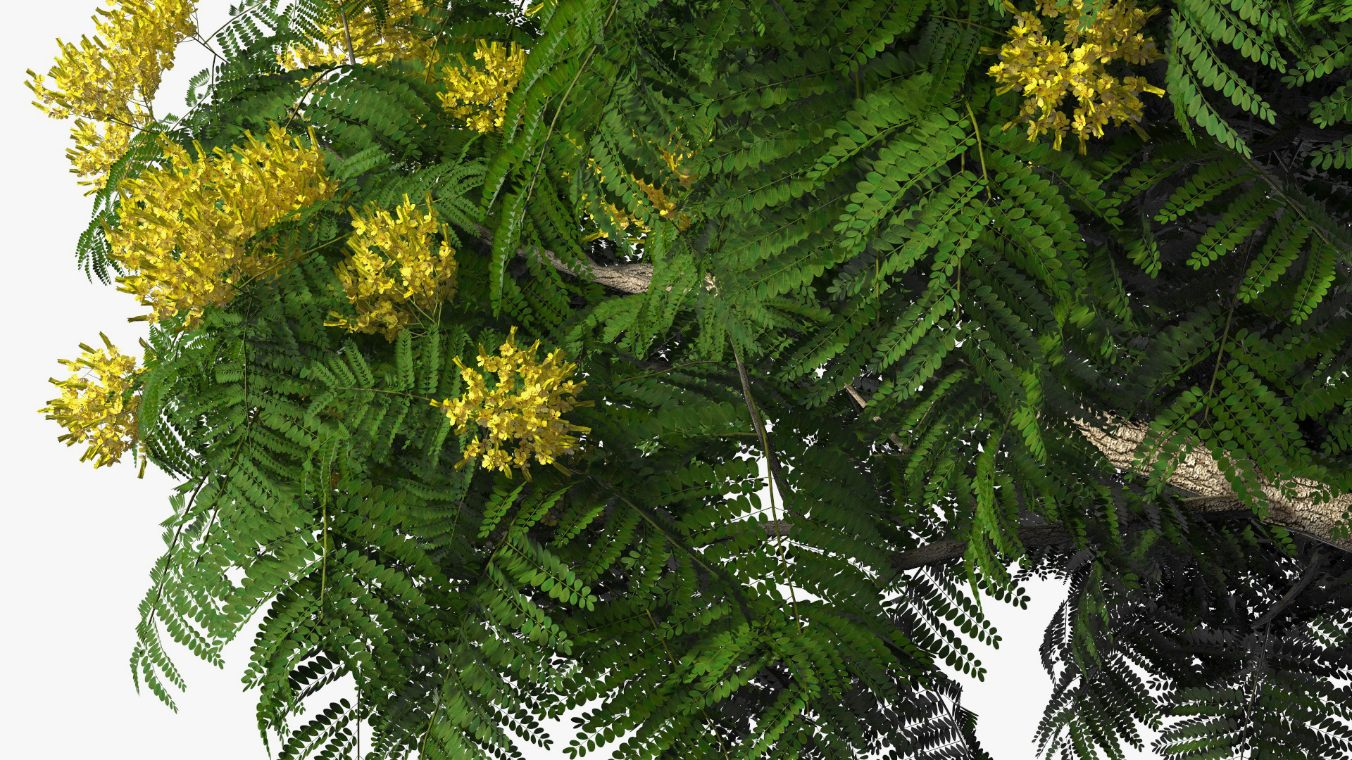 3D Peltophorum Pterocarpum Tree with Flowers