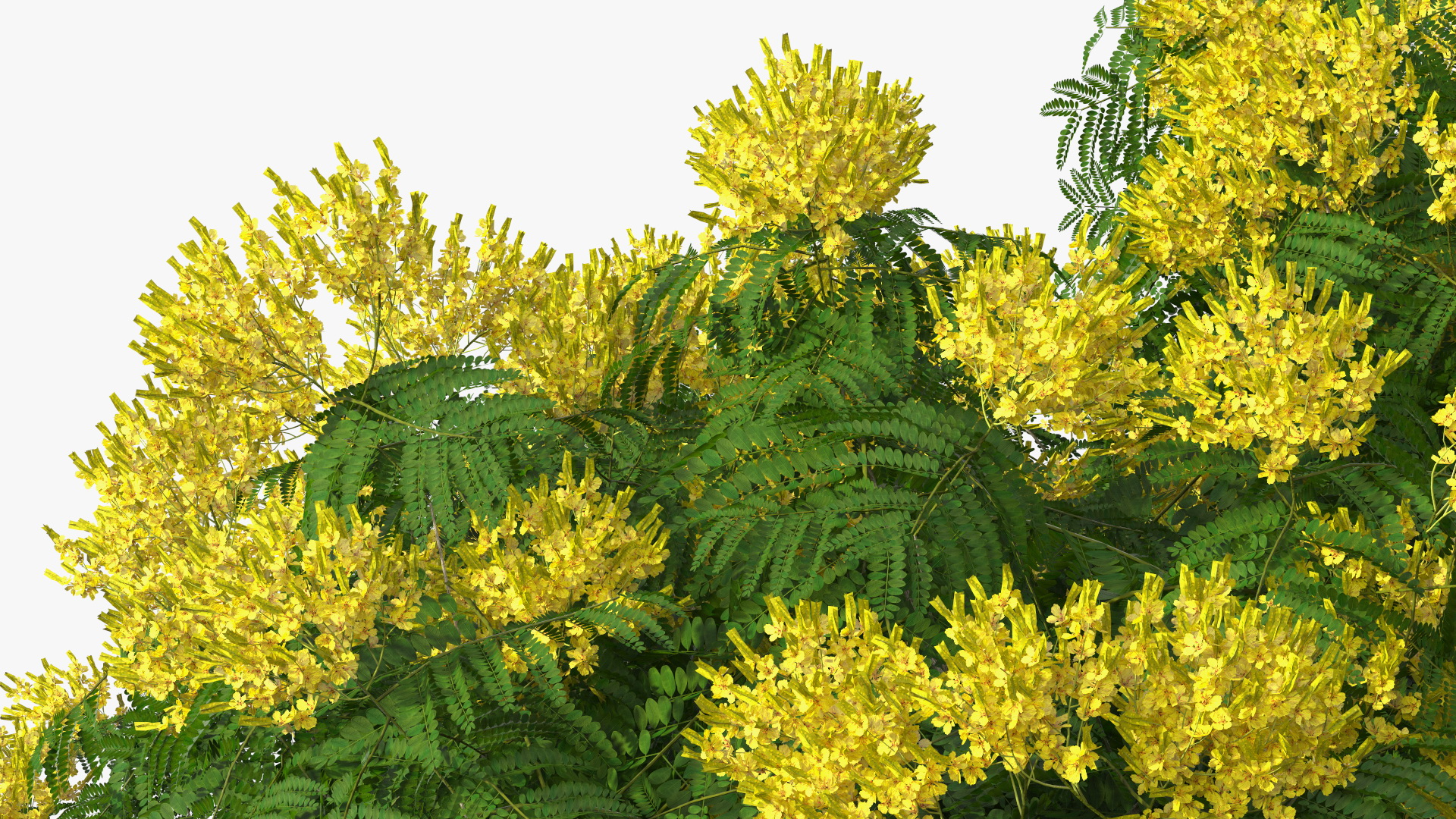 3D Peltophorum Pterocarpum Tree with Flowers
