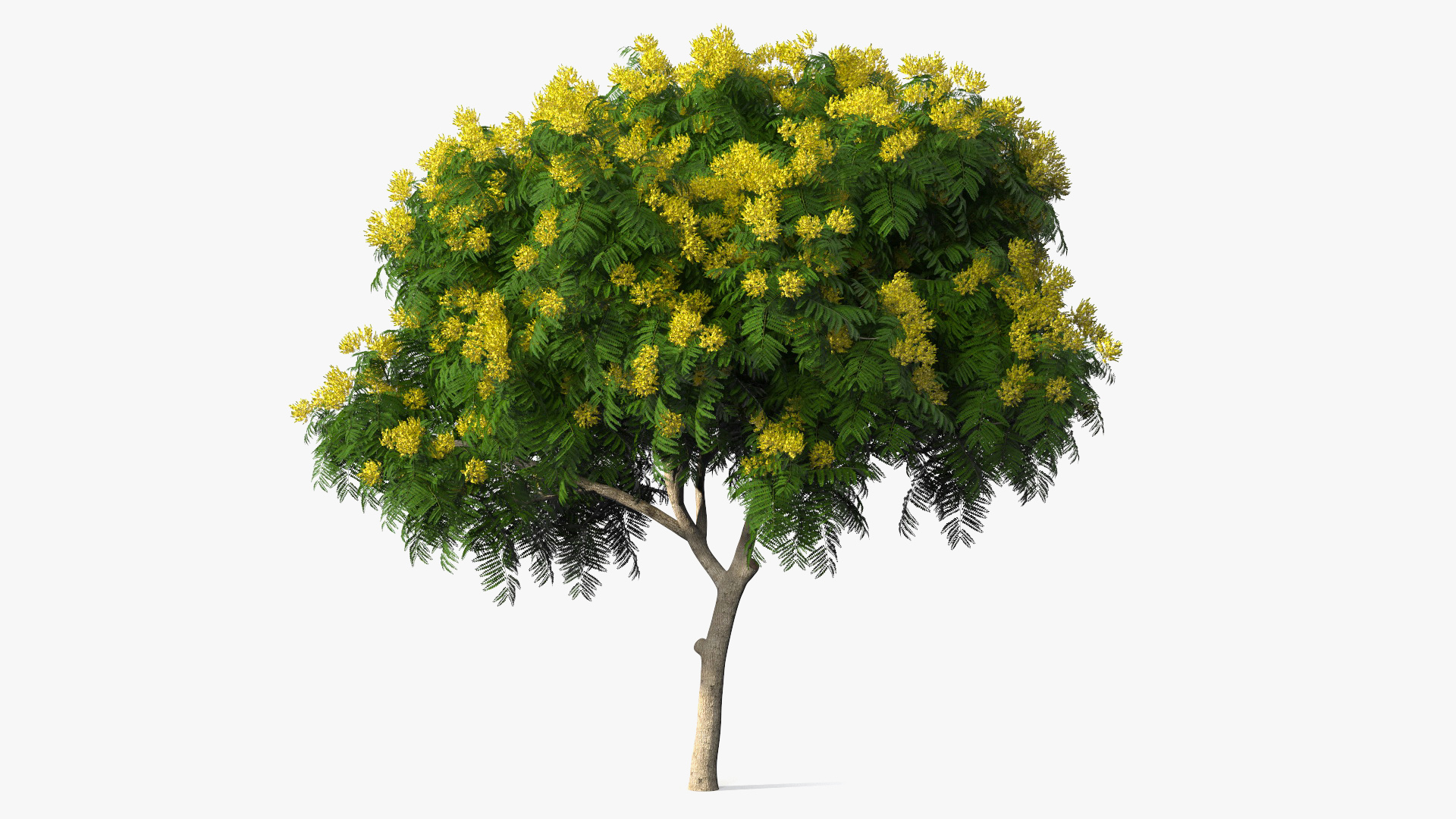 3D Peltophorum Pterocarpum Tree with Flowers