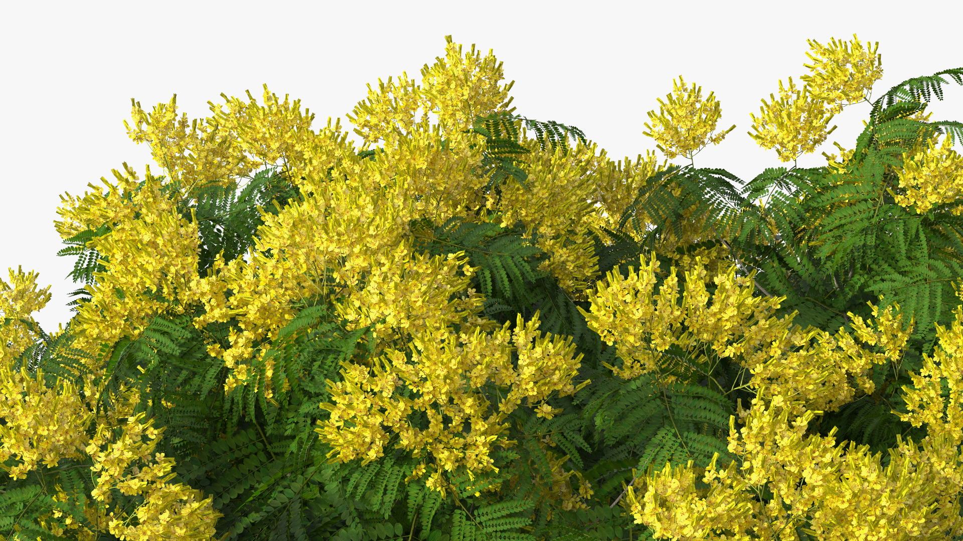 3D Peltophorum Pterocarpum Tree with Flowers