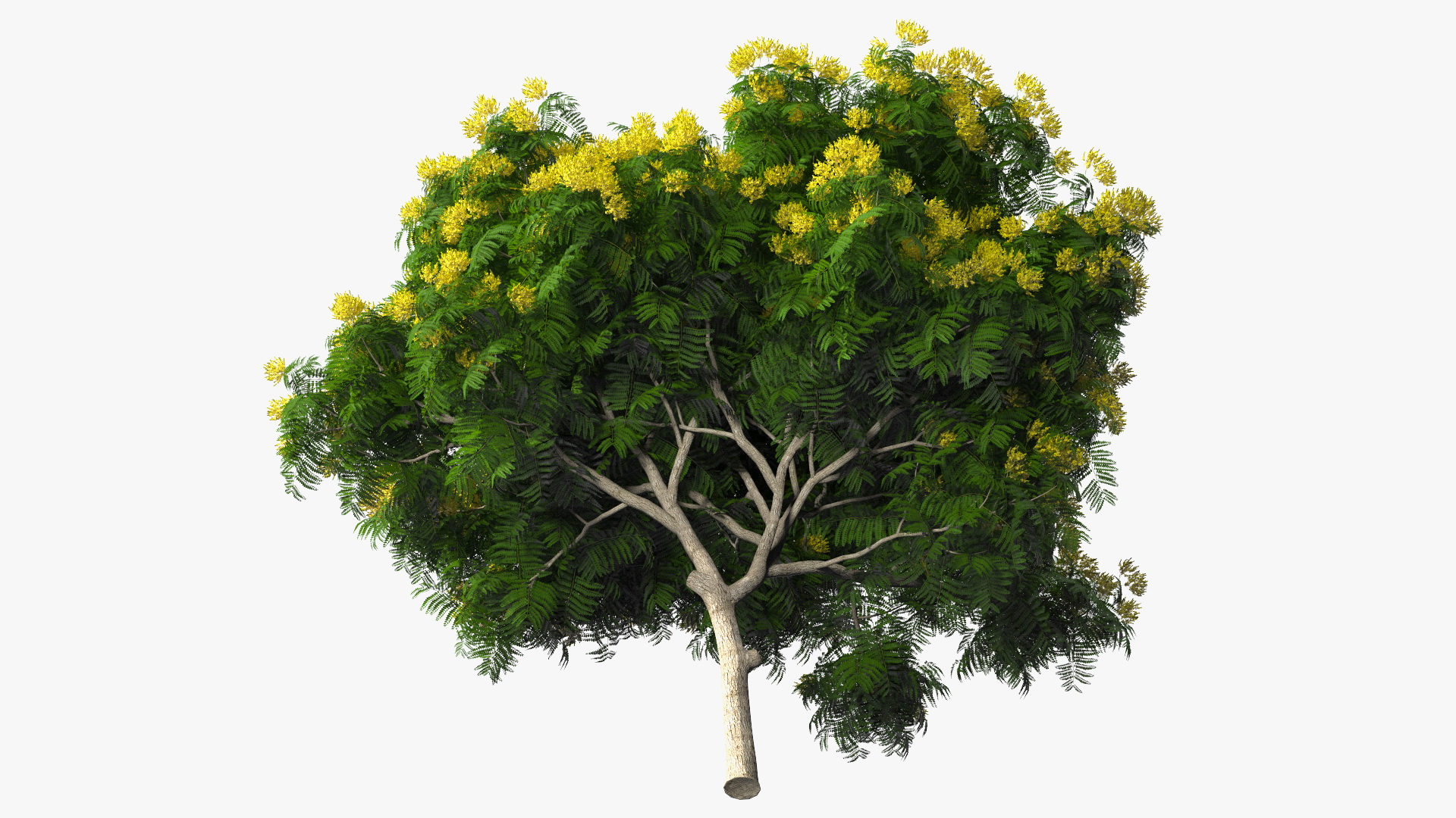 3D Peltophorum Pterocarpum Tree with Flowers