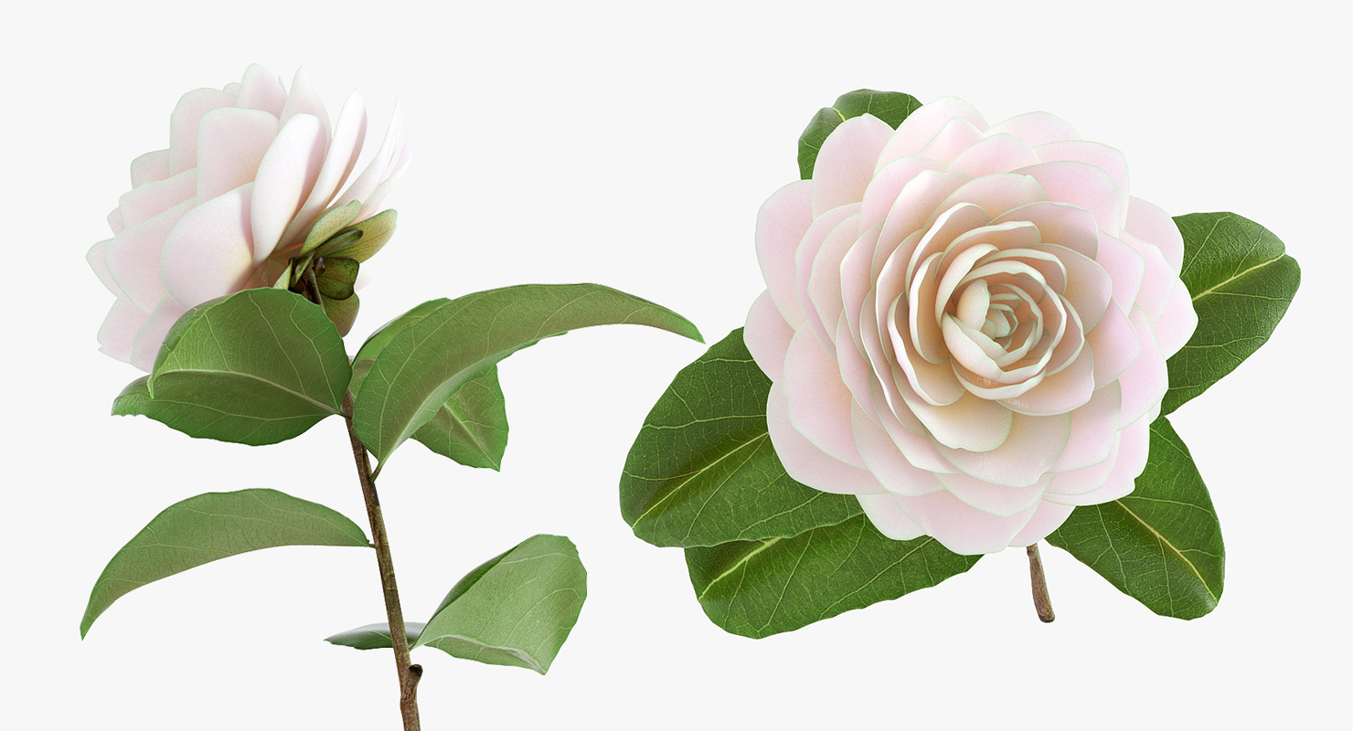 3D Blooming Flower Camelia model