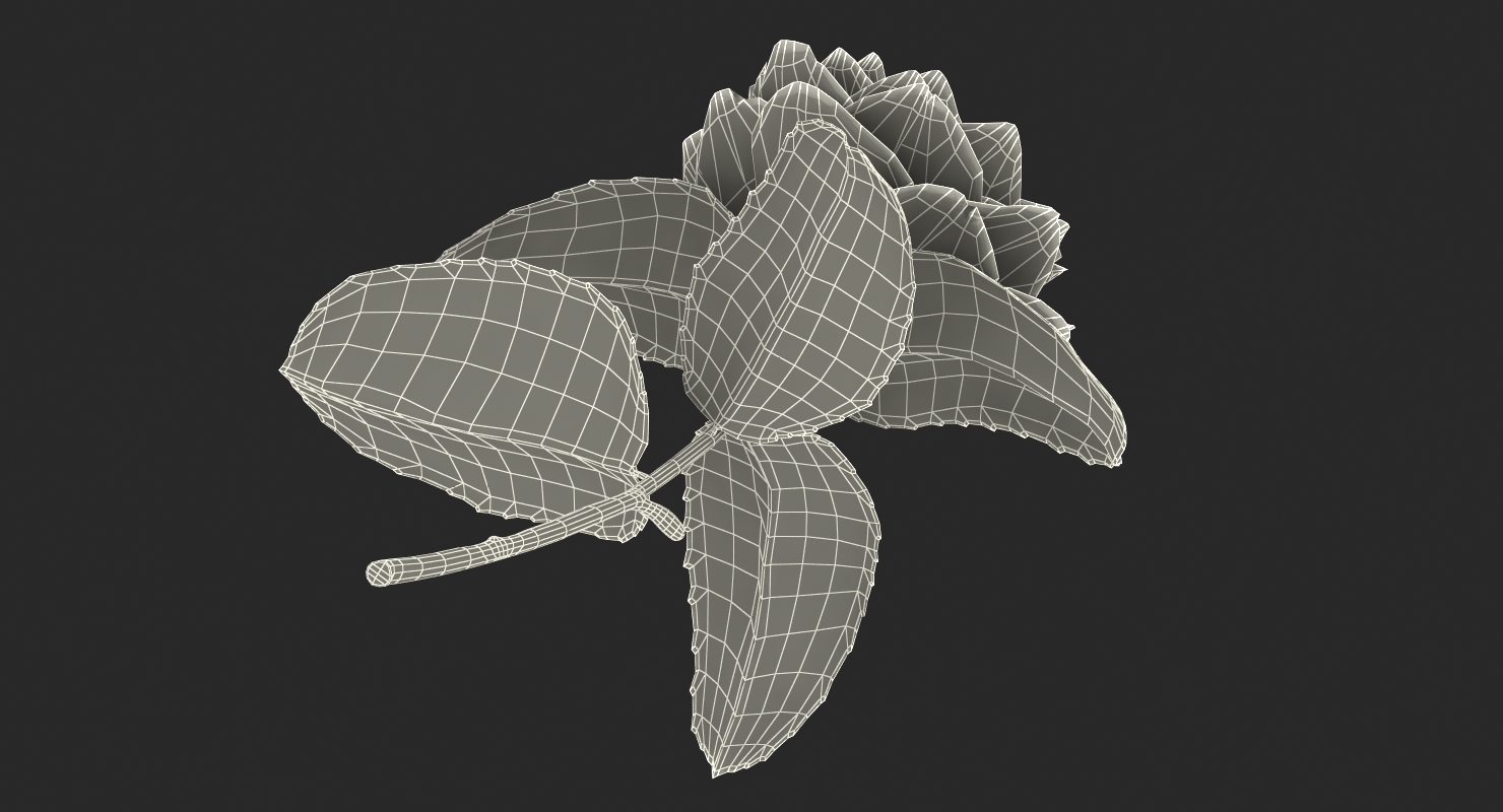3D Blooming Flower Camelia model