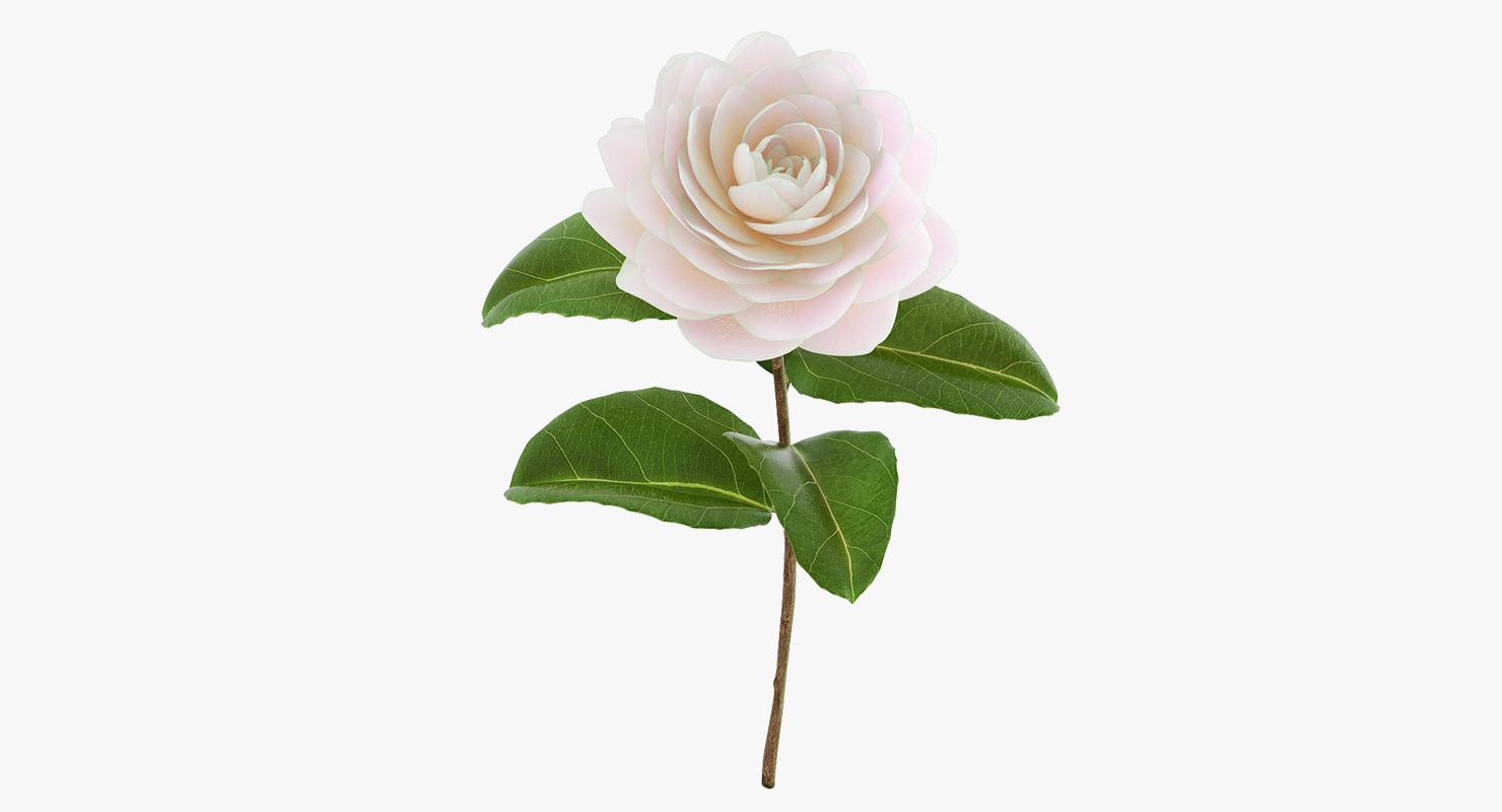 3D Blooming Flower Camelia model