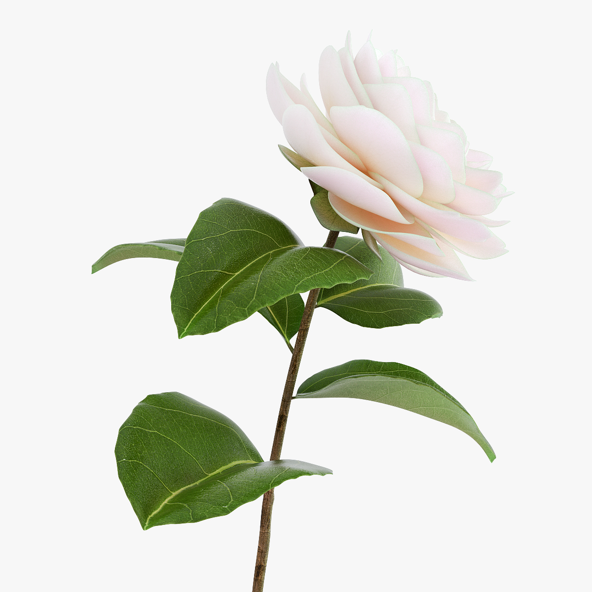 Blooming Flower Camelia, view 3