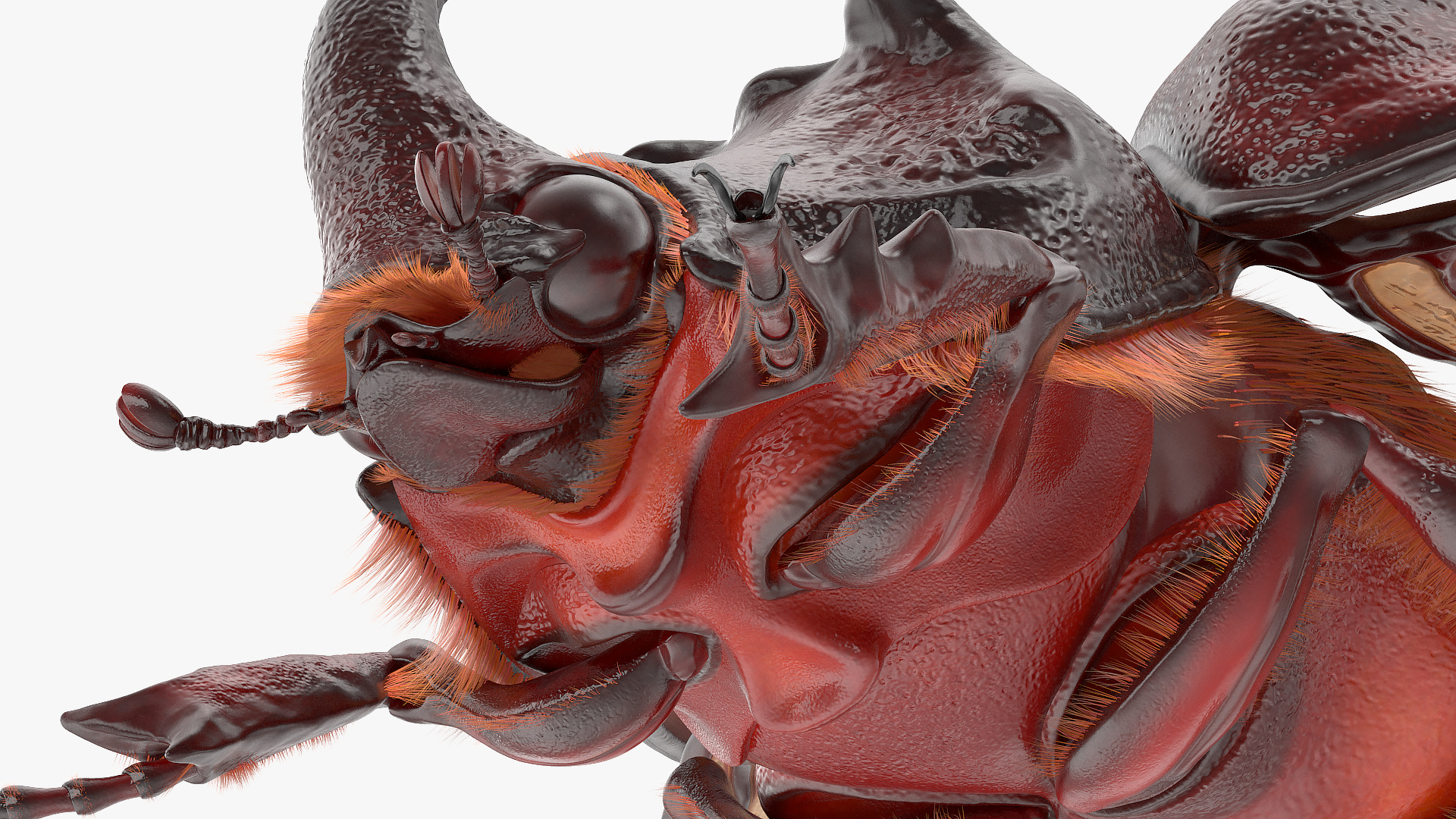 Rhinoceros Beetle Oryctes Nasicornis with Fur Rigged 3D