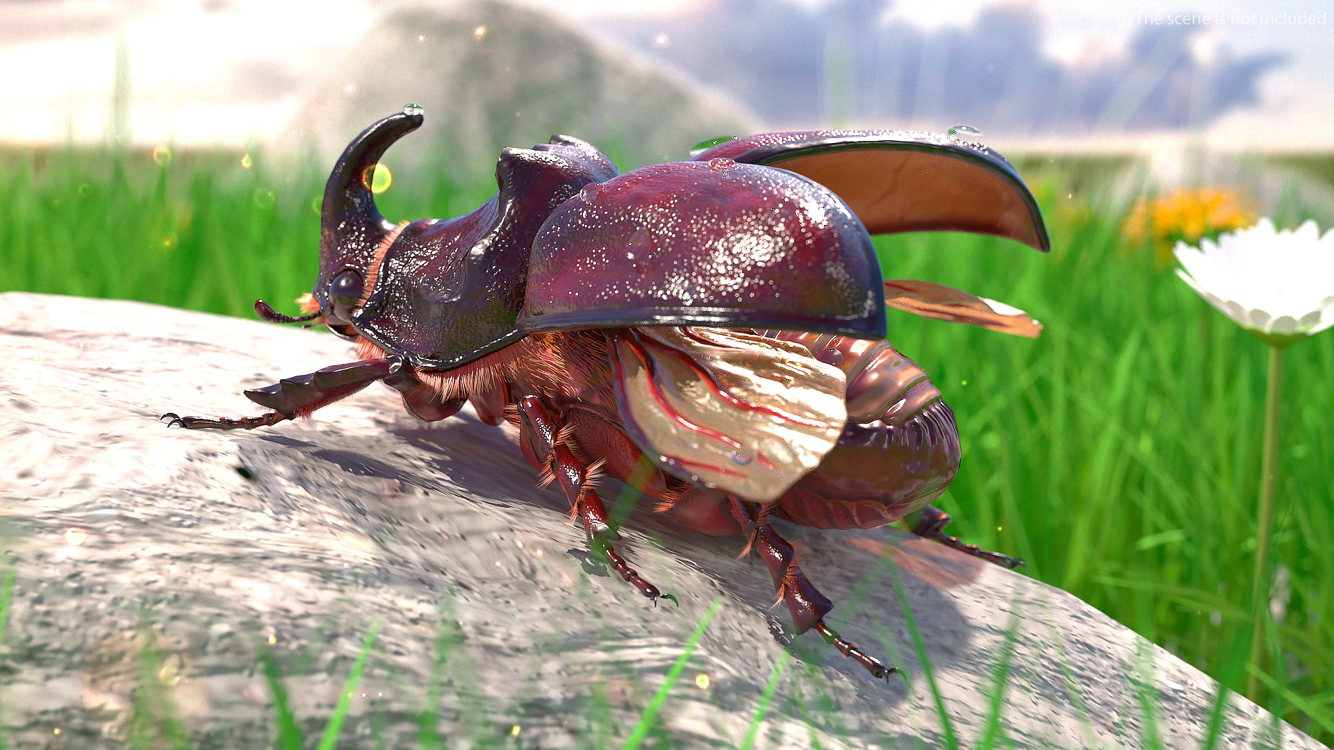 Rhinoceros Beetle Oryctes Nasicornis with Fur Rigged 3D