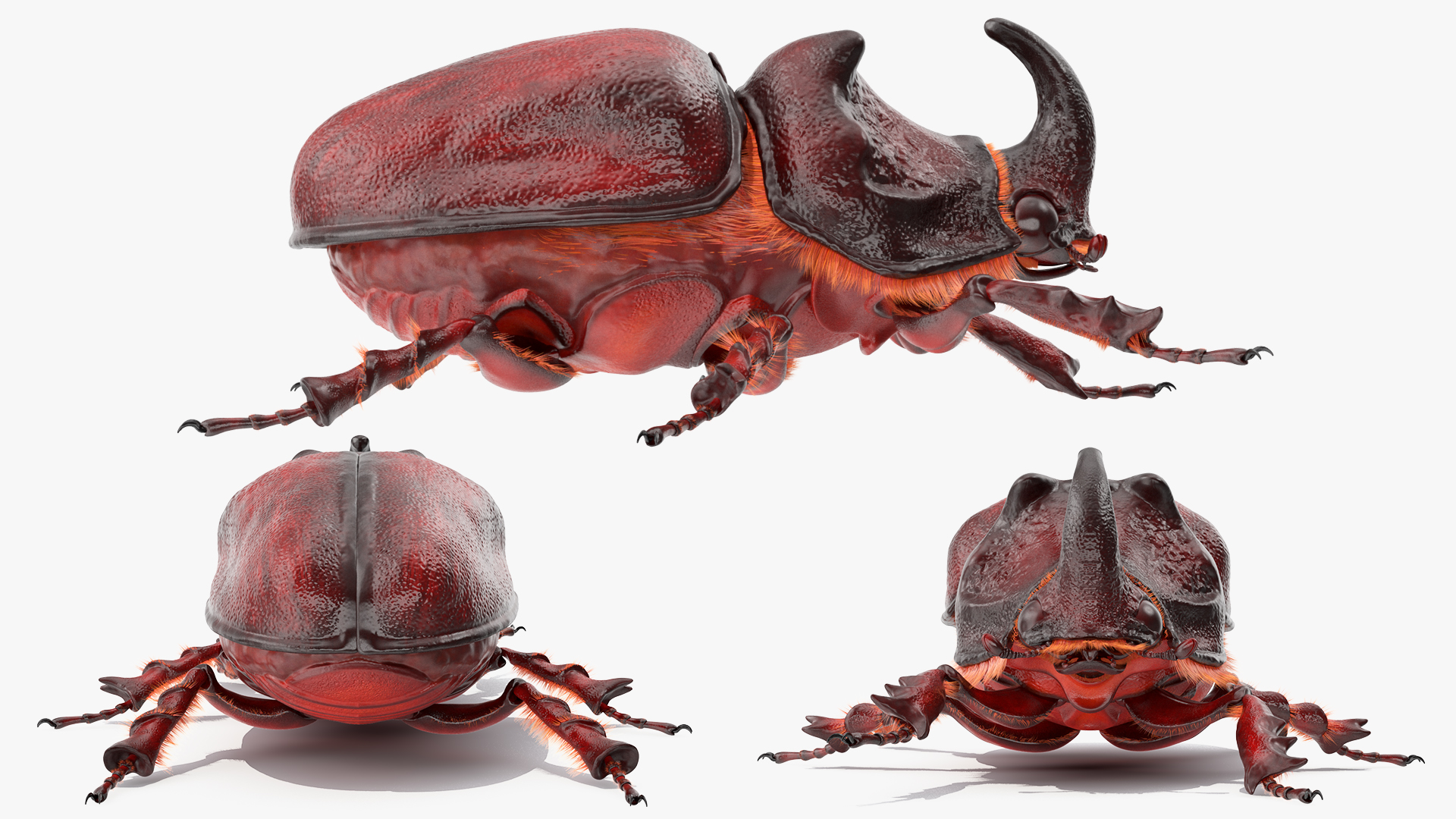 Rhinoceros Beetle Oryctes Nasicornis with Fur Rigged 3D