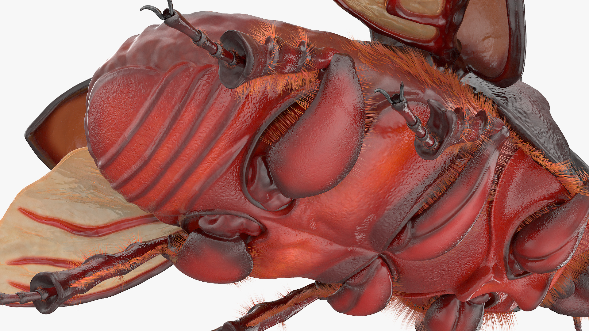 Rhinoceros Beetle Oryctes Nasicornis with Fur Rigged 3D