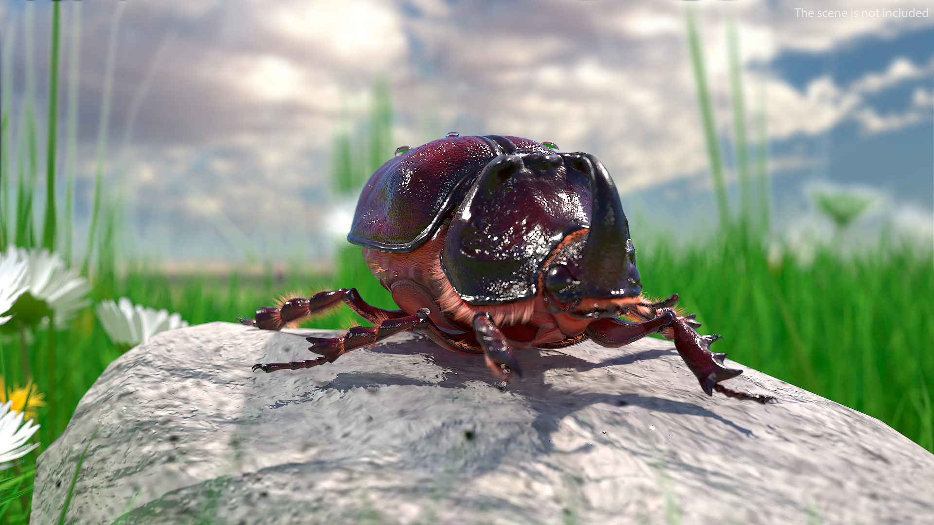 Rhinoceros Beetle Oryctes Nasicornis with Fur Rigged 3D
