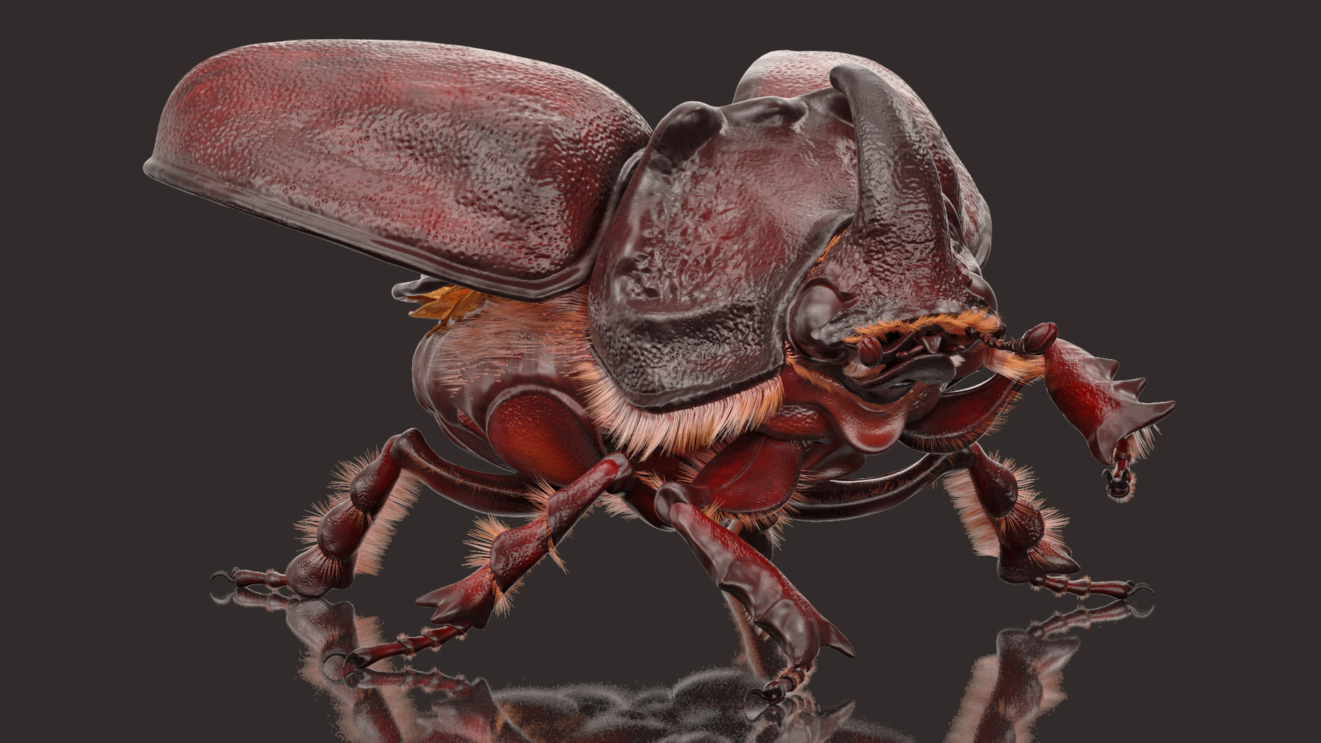 Rhinoceros Beetle Oryctes Nasicornis with Fur Rigged 3D