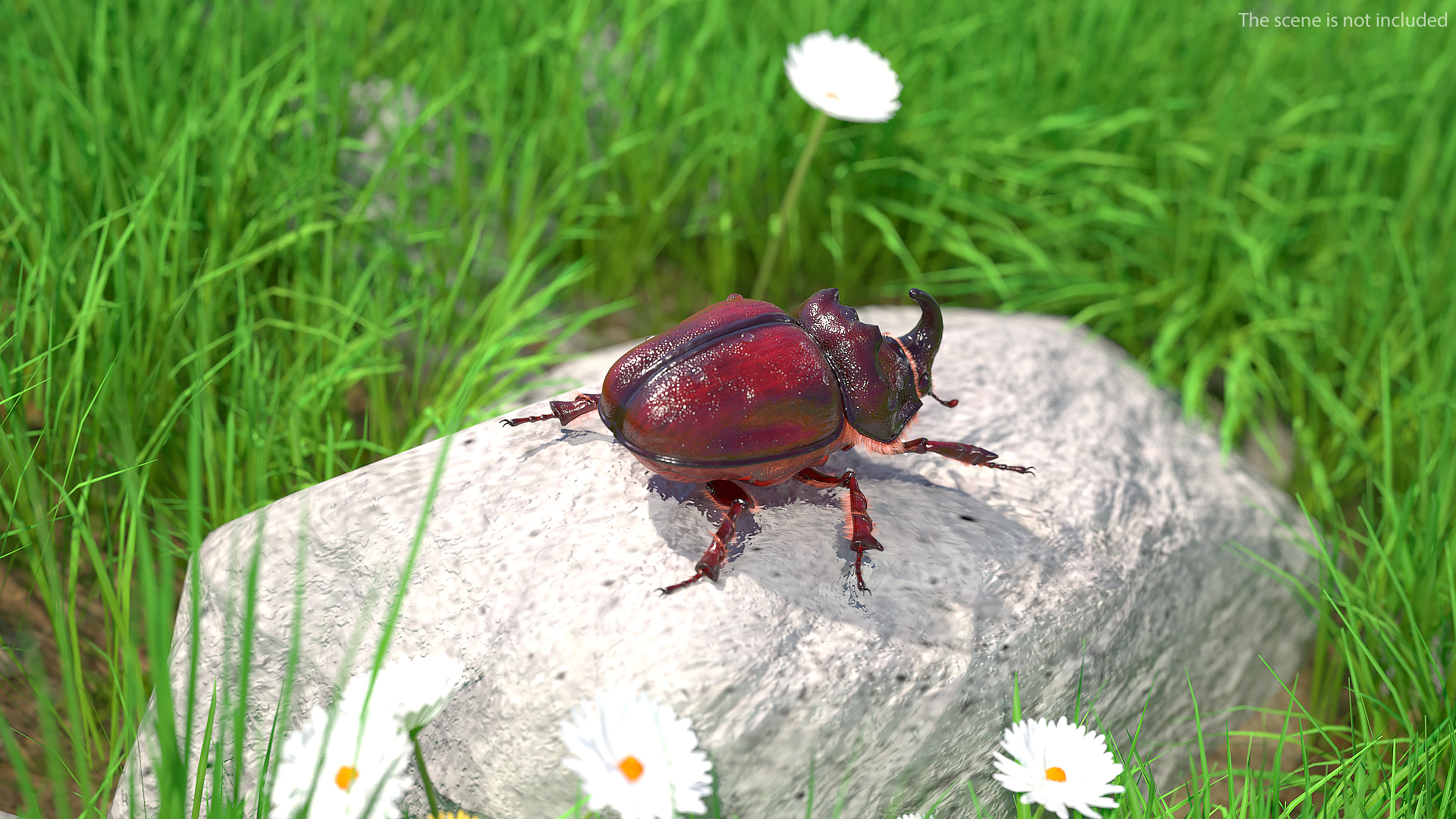 Rhinoceros Beetle Oryctes Nasicornis with Fur Rigged 3D