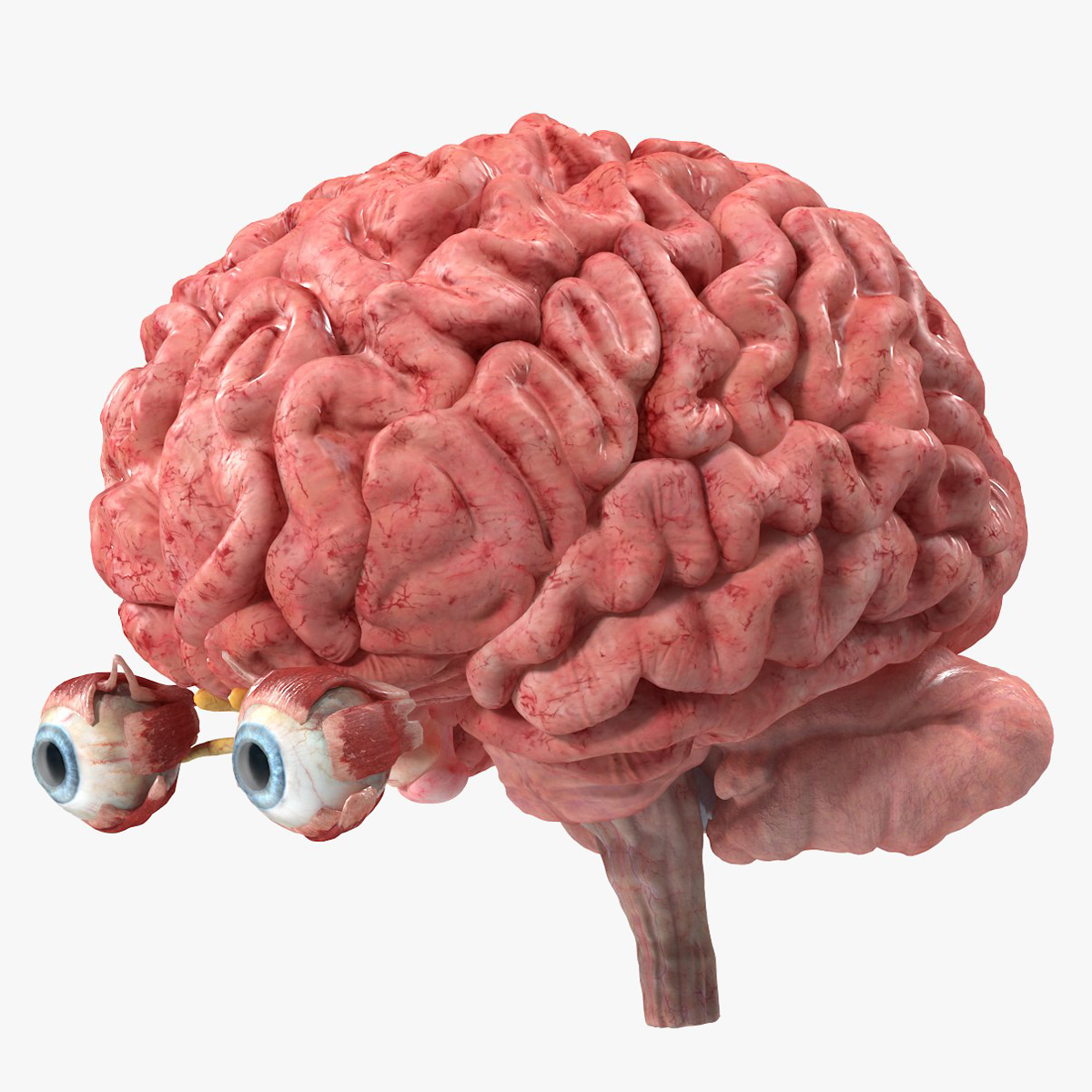 Female Anatomy Brain Model 3D model preview