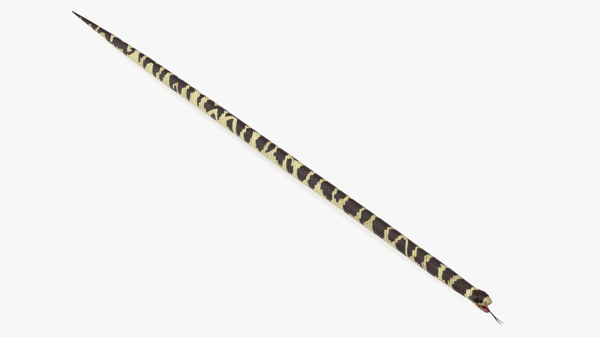 3D California Kingsnake Rigged for Modo