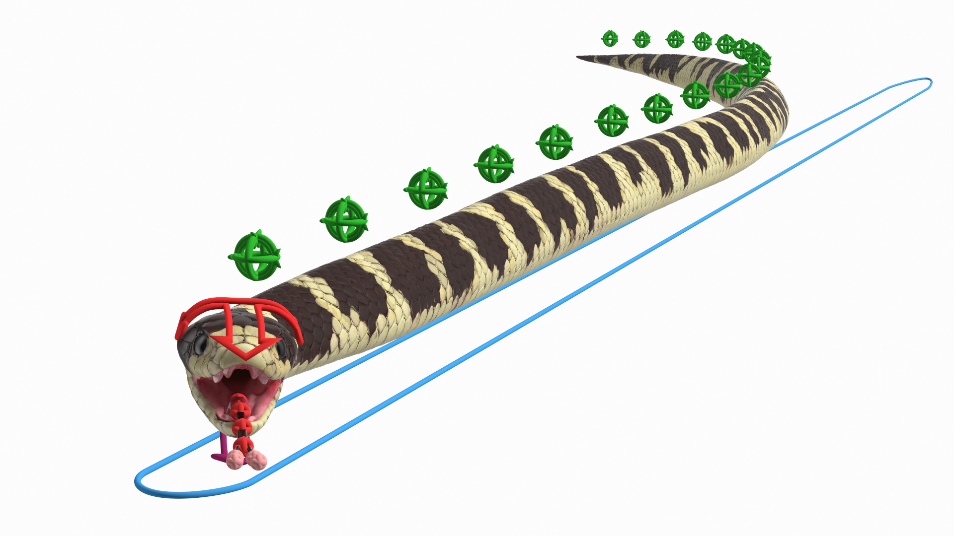 3D California Kingsnake Rigged for Modo